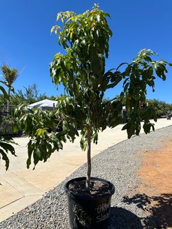 Valencia Pride mango tree
