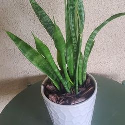 Hardy Snake Plant In Designer Pot 