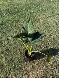 Alocasia regal shield