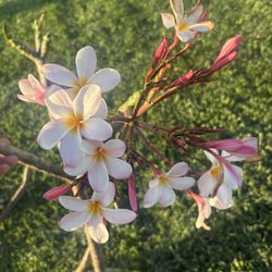 Plumeria Cuttings