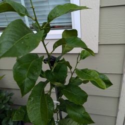 Tree Lemon 🍋 Organic Рrice negotiable