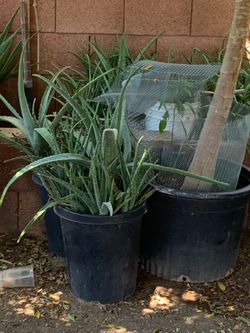 Darker Versions Aloe Vera Green and Black many sizes