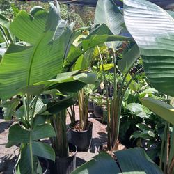 Birds os paradise plants on sale now $55