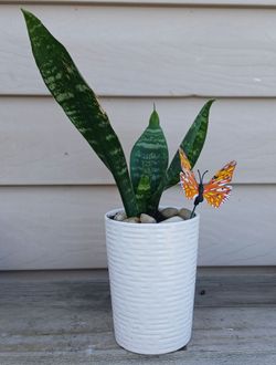 Snake Plant 🪴