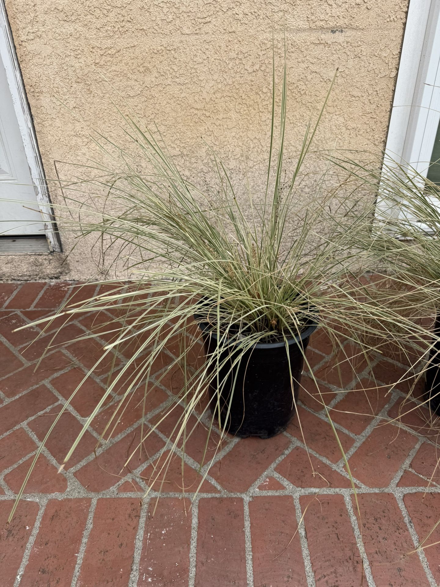 Muhlenbergia dubia