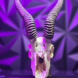 Springbok Skull - Authentic