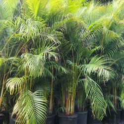 Gorgeous Arecas Palms For Inmediate Privacy!!! 9 Feet Tall!! Fertilized 