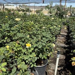 Closing Sale !! 20-50%off 