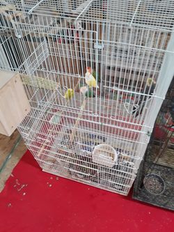 SOLO SE VENDEN LAS JAULAS QUE ESTAN EN LAS PUBLICACIONES