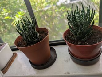 Succulent Lot — 3 Haworthia + Cactus, Potted and Healthy