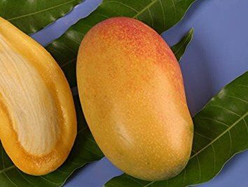 Pineapple Pleasure Mango Tree