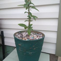  Brugmansia (Trumpet Plants ) White