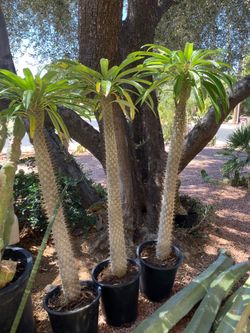Madagascar Palm