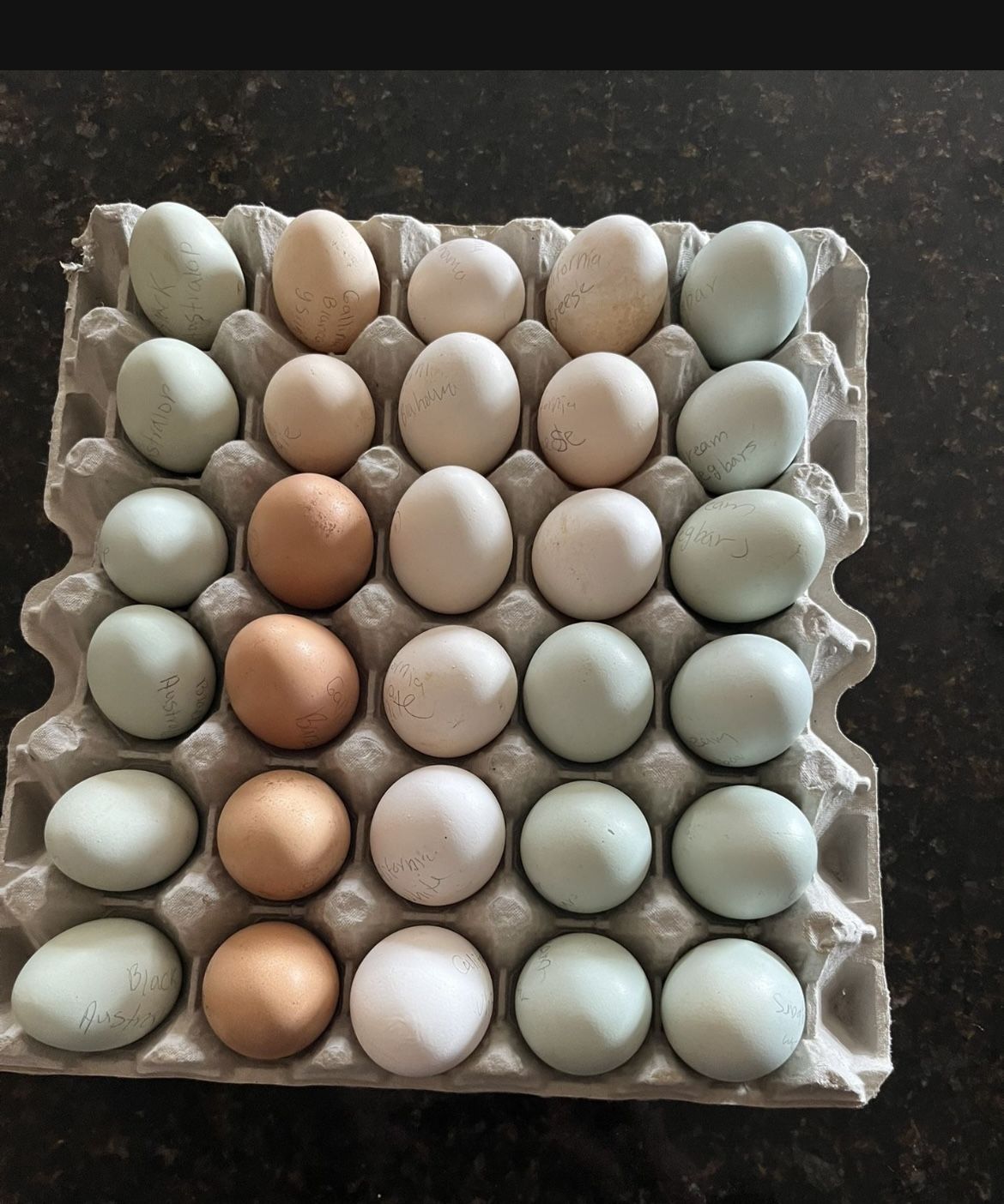 Eggs Fertil $1 Each