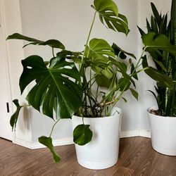 Monstera Deliciosa Live Indoor Plant – 38” Tall, Healthy and Mature Includes Modern White Planter 🌿
