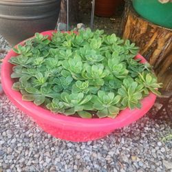 Aeotium Succules