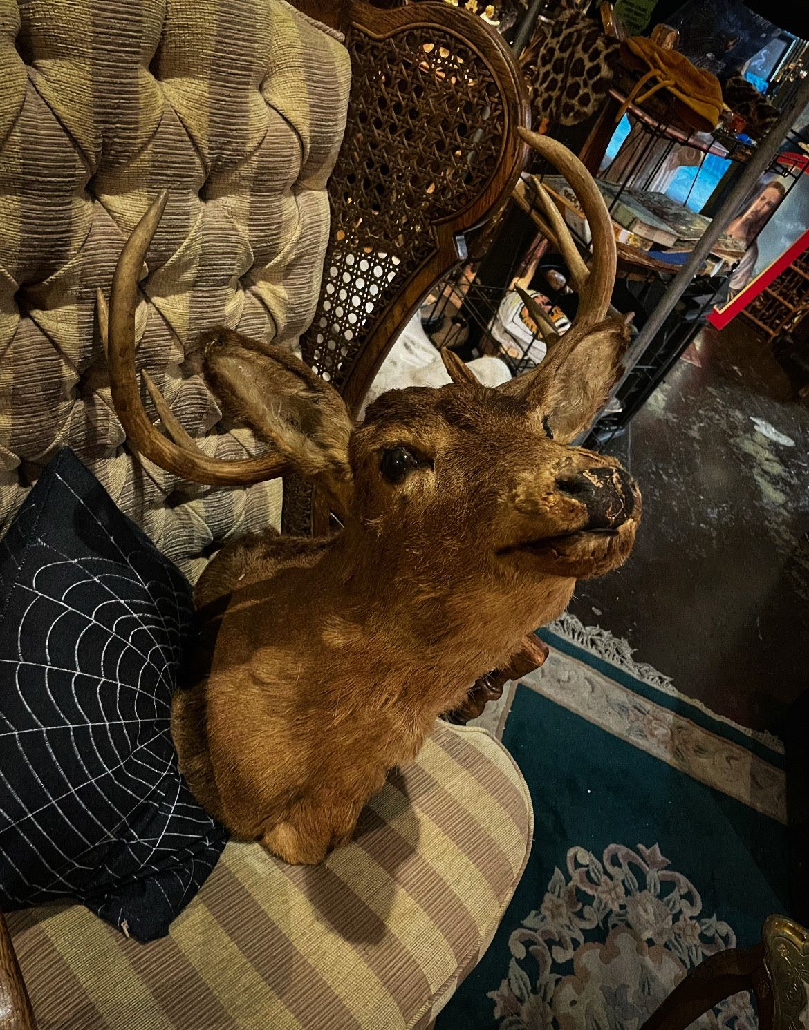 Vintage Taxidermy