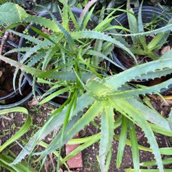 Aloe Vera Plant In A Pot 