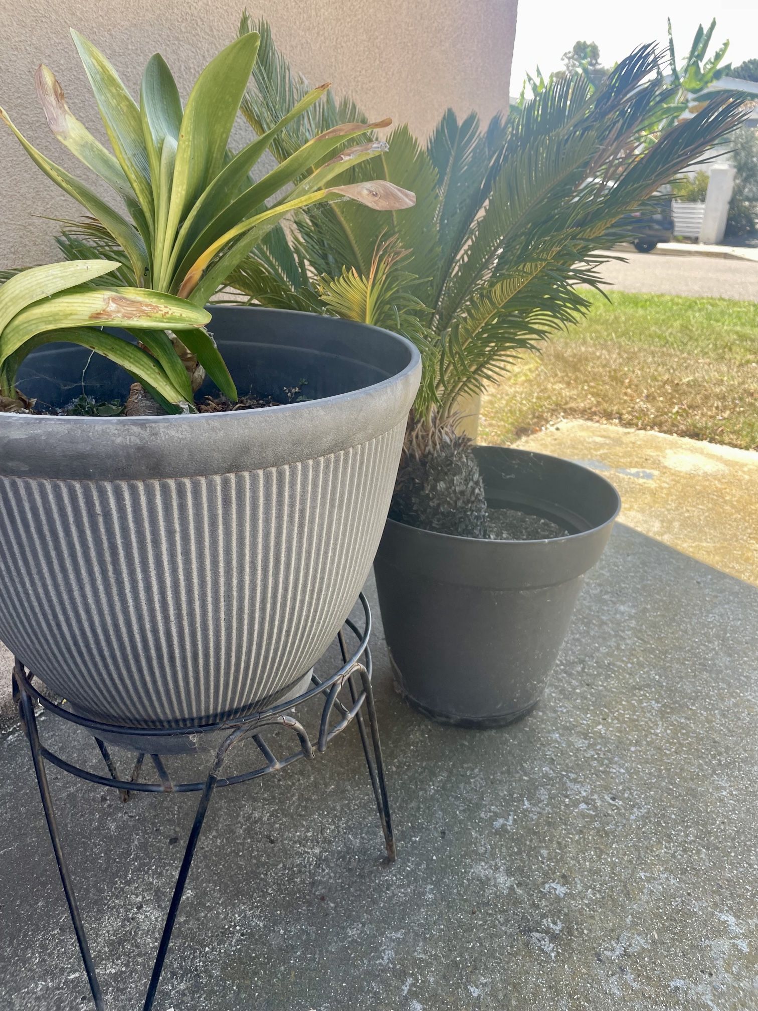 Plants And Pots (All For 40)