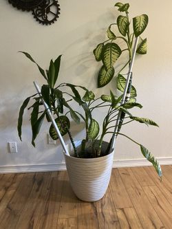 Diffenbacia Seguine & Dracena