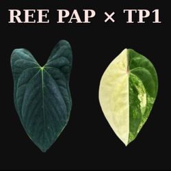 REE PAP X Thai Pap 1 