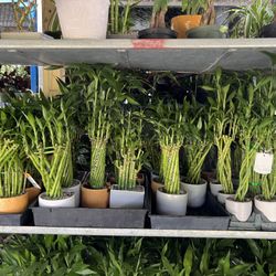 Lucky Bamboo In Ceramic Pot. SPECIAL PRICE 🤩