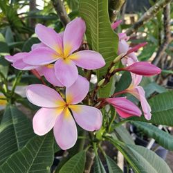 15 Gallons Plumerias 