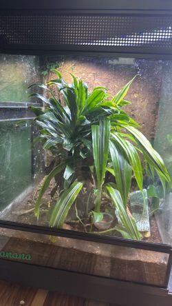 Crested Gecko Bioactive Tank