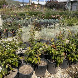 Plants, Shrubs , Ground covers