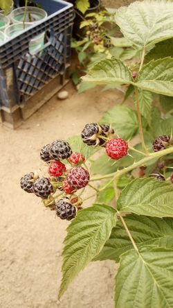 🍇Raspberry Plant (Brandywine)Frambuesa 