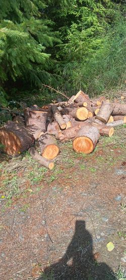 Firewood