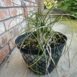 Ponytail Palm Firm On Price 