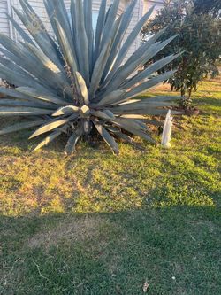 Agave Americana (Century Plant)