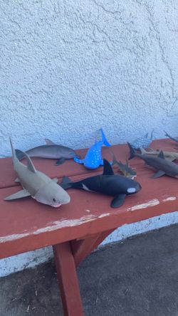 40 sea animals