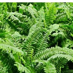 Fern Plants 1gallon