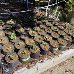 Strawberry Plants 