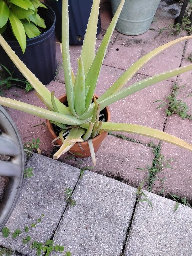 Full Size Aloe Plant In Clay Pot With Baby Aloes