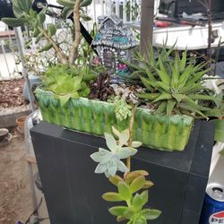 socculent plant