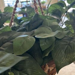 Hanging Plant For Inside Or Out In Wicker Basket