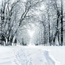 SJOLOON Winter Backdrop Snow Photography Backdrop Customized Vinyl Photo Background Studio JLT-9207(10x10FT