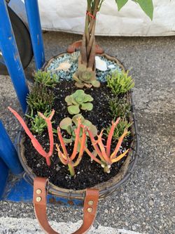 Succulents in the basquet