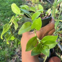 Tradescantia Green 4” Live Plant Available