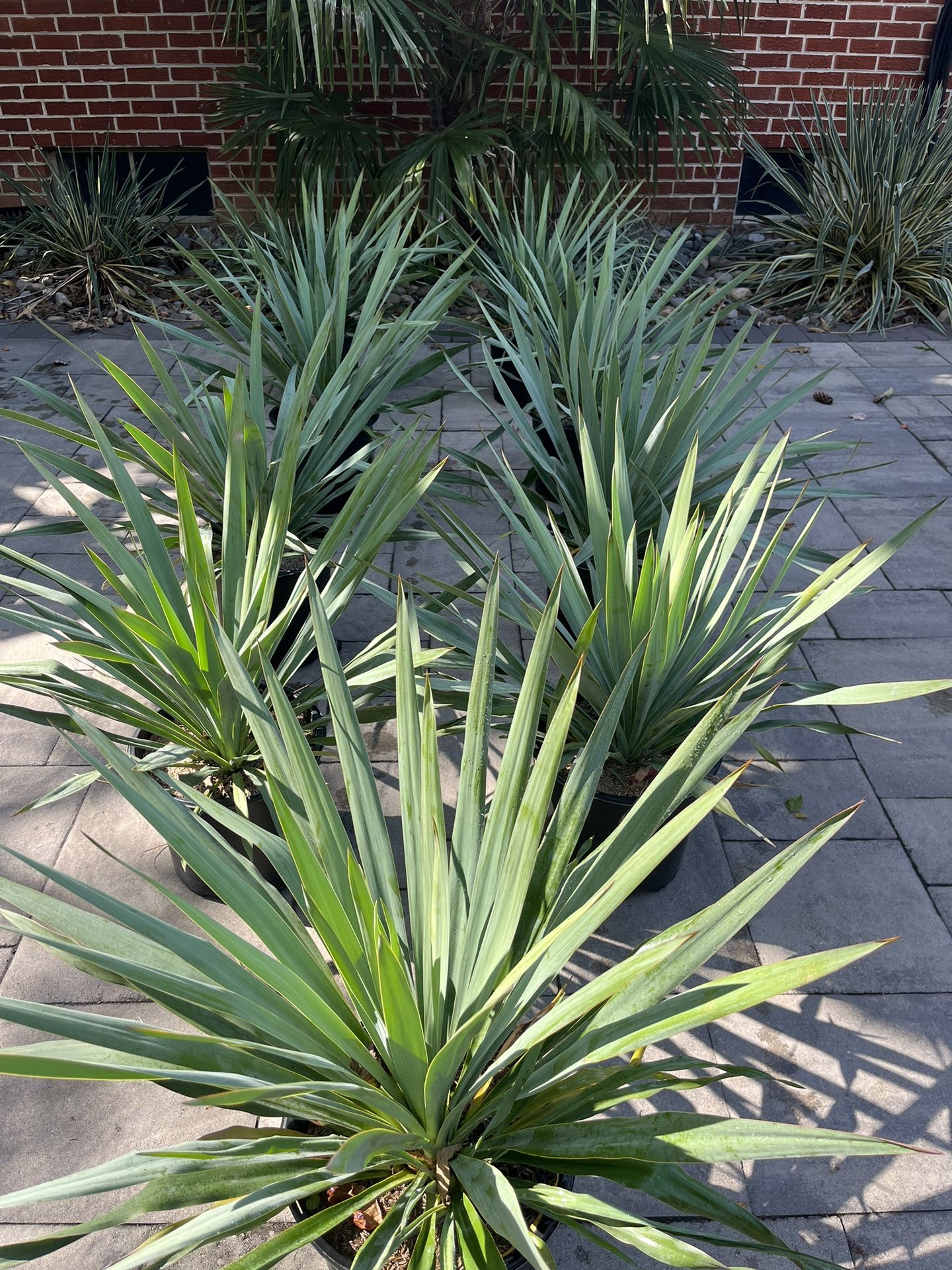 Yucca Silver Anniversary 3 Gallon