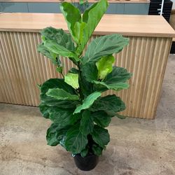 Fiddle Fig