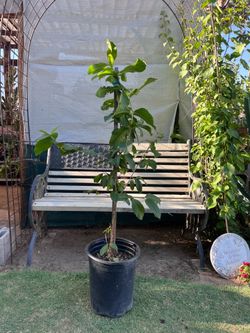 Guava Tree