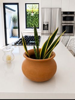 Snake Plant (also called Mother-in-Law’s Tongue) Dracaena trifasciata