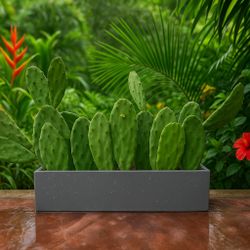 Horizontal succulent wall design