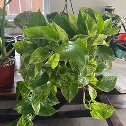 Marble Queen Pothos 8”