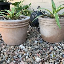 Smooth Agave Plants In Clay Pots