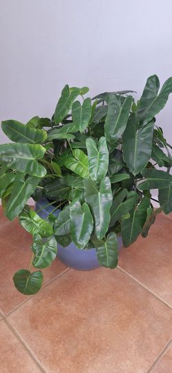 Plant outdoor Indoor philodendron